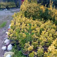 شمشاد طلایی|گل و گیاه طبیعی|کلاچای, |دیوار