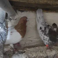 کبوتر|پرنده|تیکمه داش, |دیوار