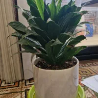 گل طبیعی|گل و گیاه طبیعی|کاشان, دانش|دیوار