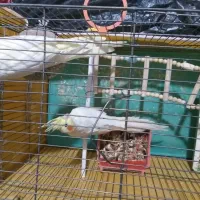 عروس هلندی|پرنده|اصفهان, سرچشمه|دیوار