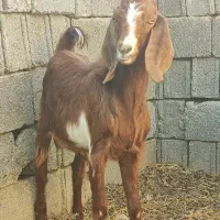 کهره نر|حیوانات مزرعه|وحدتیه, |دیوار