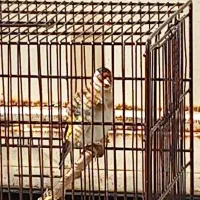 جوجه سره سوا شده ب شرط