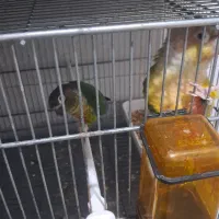 گرینچک و طوطی خورشیدی|پرنده|بندرعباس, |دیوار