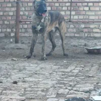 سگ گله|سگ|نیشابور, شریعتی|دیوار