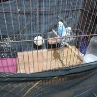 یک جفت مرغ عشق نر و ماده سرحال