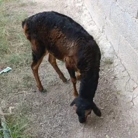 بره پرستویی و دو رگ سومال