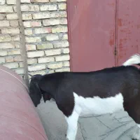 بز پاکستانی بره قوچ|حیوانات مزرعه|لنجان, |دیوار