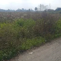 مزرعه‌کشاورزی400متر|فروش دفتر صنعتی، کشاورزی، تجاری|رودسر, |دیوار