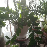 گل اپارتمانی