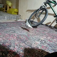 سور پلاکی مسافتی|پرنده|بم, |دیوار