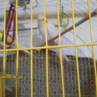 پرندگان خانگی