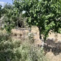 باغچه آماده درختان میوه ۷ ساله منطقه ۱۸ تهران|فروش زمین و ملک کلنگی|تهران, شهرک دریا|دیوار
