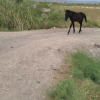 سلام وخسته نباشید کوره اسب نر
