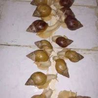 حلزون آلبینو