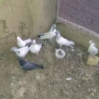 کفتر|پرنده|ساروق, |دیوار