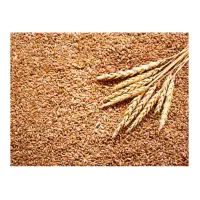 گندم آبی پیشگام ۵۰۰۰۰ تومان