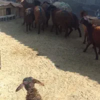 ۷راس بره ماده افشار سبک وزن ۴راس بزغاله نر|حیوانات مزرعه|رضویه, |دیوار