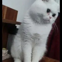 گربه اسکاتیش فولد شناسنامه دار