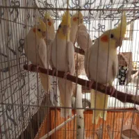 عروس هلندی کاملا اهلی فوق رام|پرنده|تبریز, |دیوار