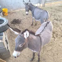 الاغ ماده