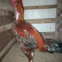 خروس لاری نسل دار