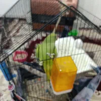 طوطی ملنگو|پرنده|طبس, |دیوار