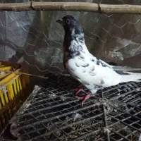 کبوتر طوقی اصل پاکستان