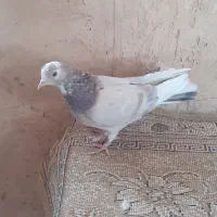 کفتر یا کبوتر پرشی|پرنده|ساوه, |دیوار