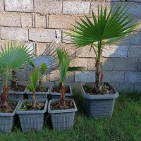 پالم،سیکاس،بابا آدم،شمشاد،یوکا