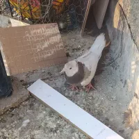 کبوتر طوق فقط۵۰۰|پرنده|یاسوج, |دیوار