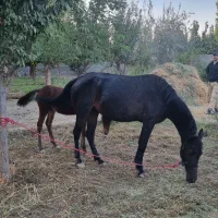 اسب|اسب و تجهیزات اسبسواری|ورامین, ورامین|دیوار