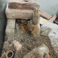 بچه همستر|موش و خرگوش|کرمانشاه, |دیوار