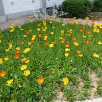 زمین-مسکونی-روستای-فیلخانه