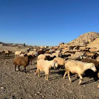 برای سفارش گوسفند زنده 