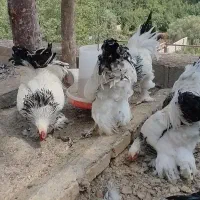 خروس برهما لایت|حیوانات مزرعه|هشتگرد, خور|دیوار