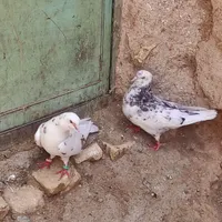 چند عدد کبوتر|پرنده|آباده, |دیوار