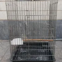 قفس‌ ۱۰۳۳ میله ضخیم عروس هلندی کاسکو مینا راهب