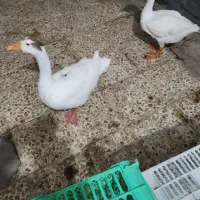 ی جفت غاز ۶ماهه نر وماده تزدیک به تخم گذاشتن