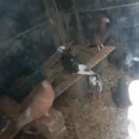 کبوتر|پرنده|ساوه, |دیوار