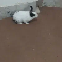 حیوان|موش و خرگوش|اسفراین, |دیوار