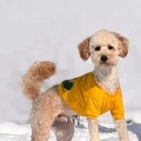 پودل نر برای کشش