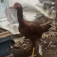 مرغ لاری جوان