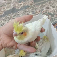 جوجه عروس هلندی ۵۰ روزه|پرنده|اصفهان, رهنان|دیوار