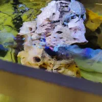 آکواریوم k500 دلسا