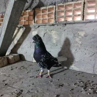 کبوتر کوهی دمسفید