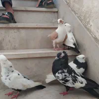 کبوتر پرنده|پرنده|اهواز, پردیس|دیوار