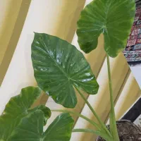 گل شیک کم نور ۵۰ببر|گل و گیاه طبیعی|بروجرد, |دیوار