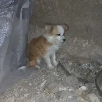 پاپی گوش تیز معاوضه|سگ|تربت‌حیدریه, مظفریه|دیوار