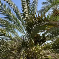 فروش پاجوش خرما نگار رایگان