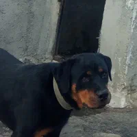 سگ روتفایلر یکساله نر